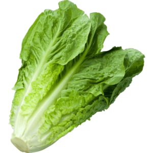 Lettuce-1